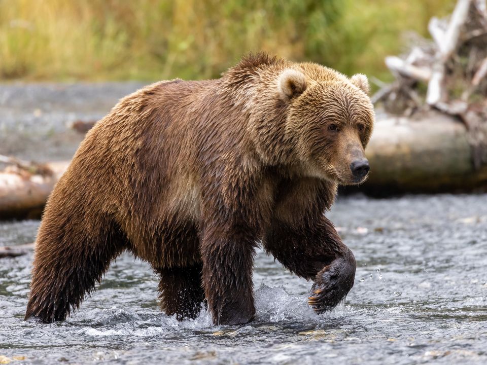Grizzlybeer in Alaska, Verenigde Staten