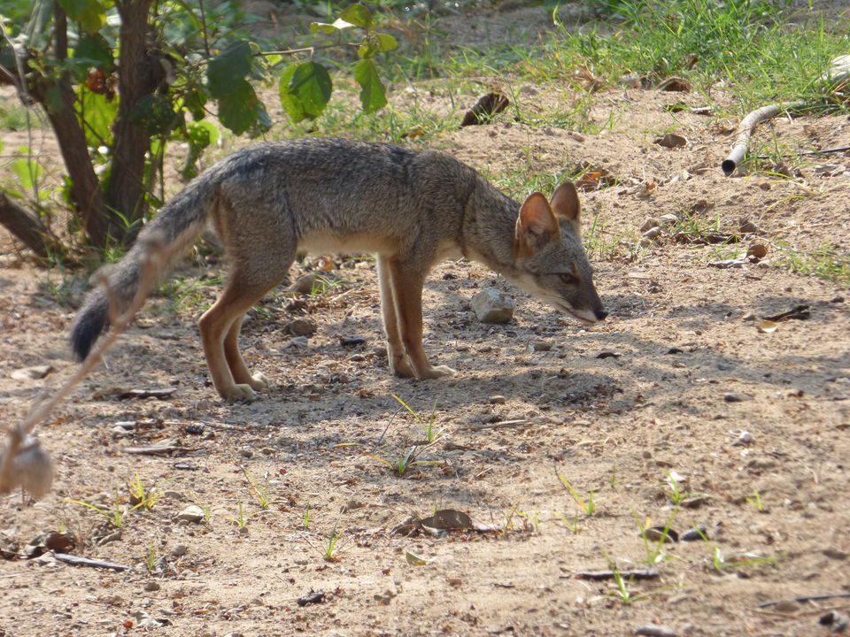 U zult oog in oog komen te staan met een vosje in Tucume, Peru