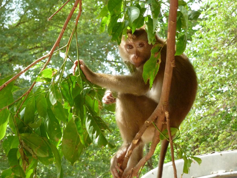 Aapje in Khao Sok National Park