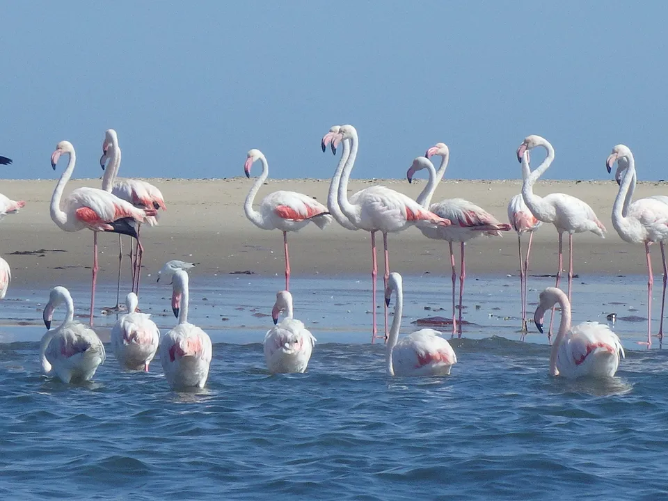 Flamingo's bij Walvisbaai