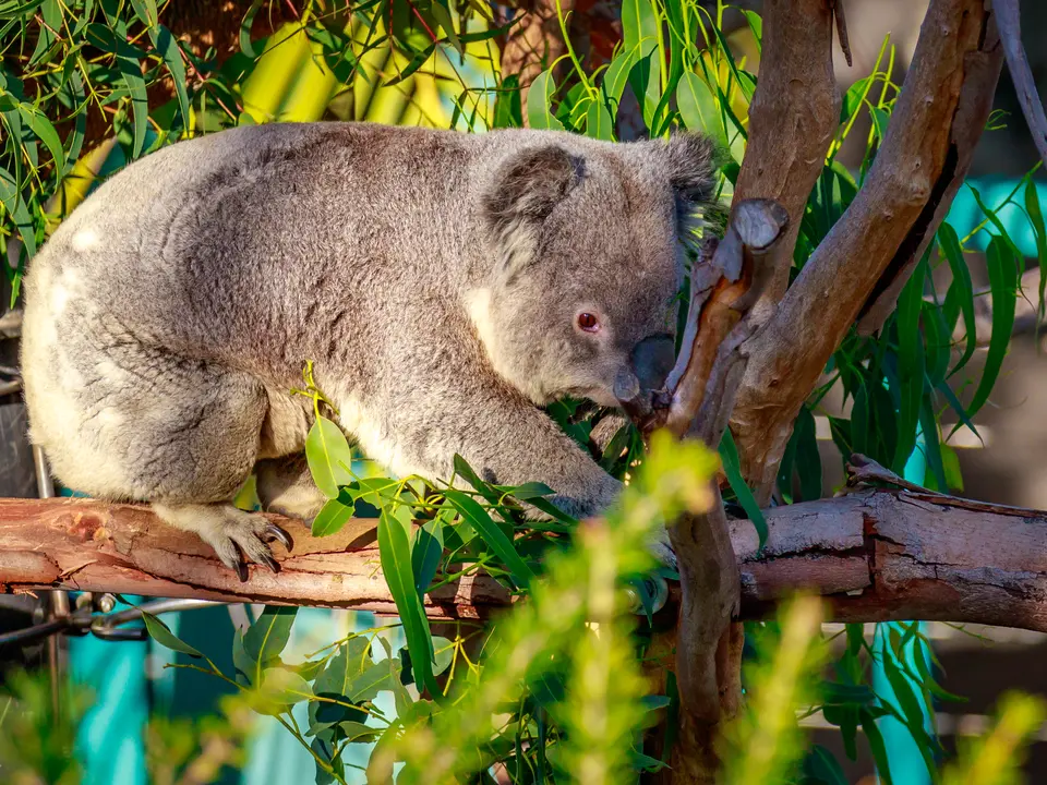 Amerika-San-Diego-Zoo-Koala_2_502434