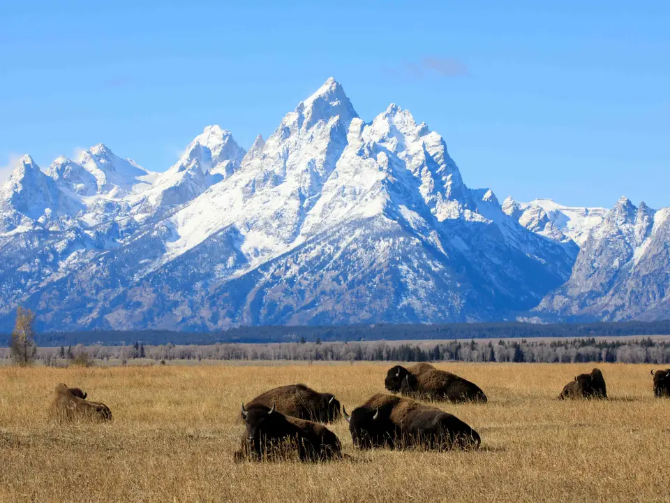 Spot bizons in Grand Teton National Park
