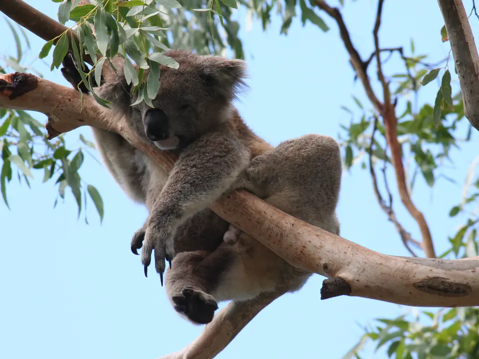 Een koala in de boom op Magnetic island, Australië