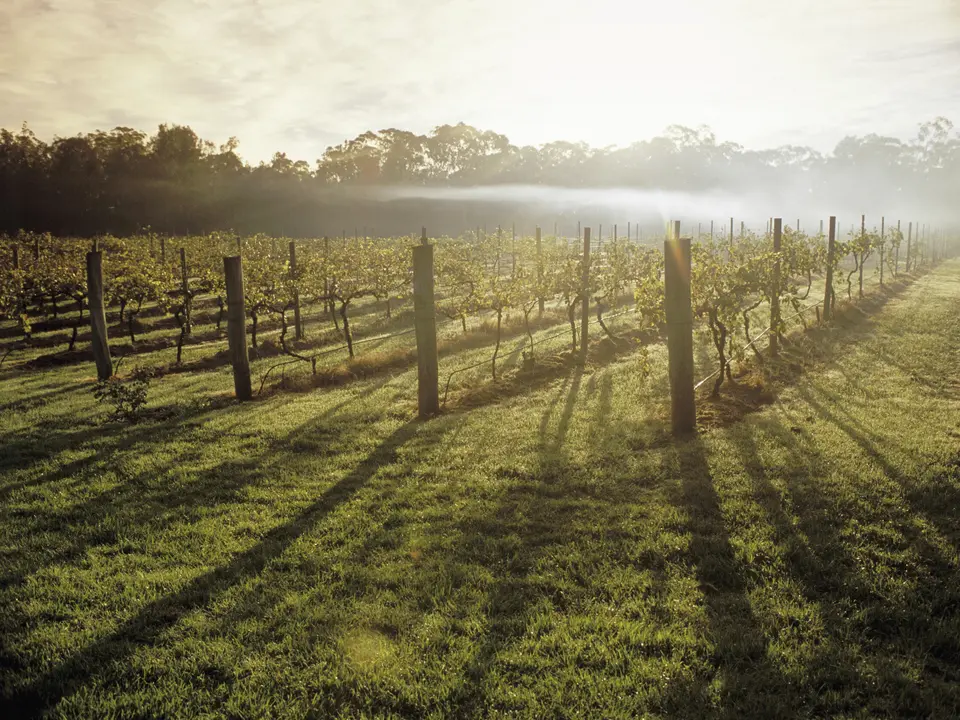 Australie-Hunter-Valley-wijngaarden_1_560499