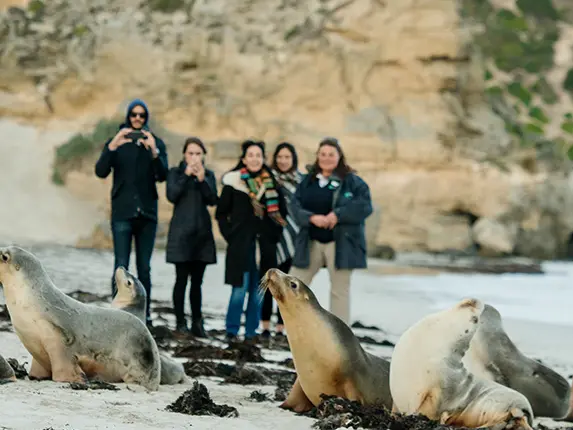 Zeehonden op Kangaroo Island