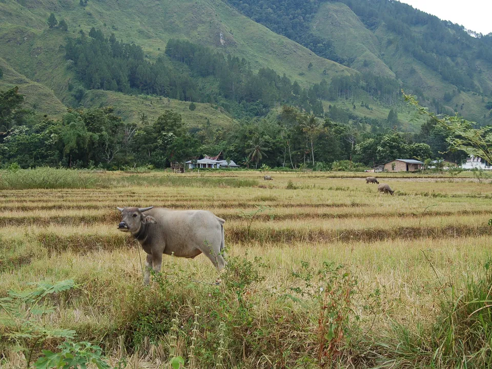 Het landelijke eiland Samosir in het Tobameer op Sumatra