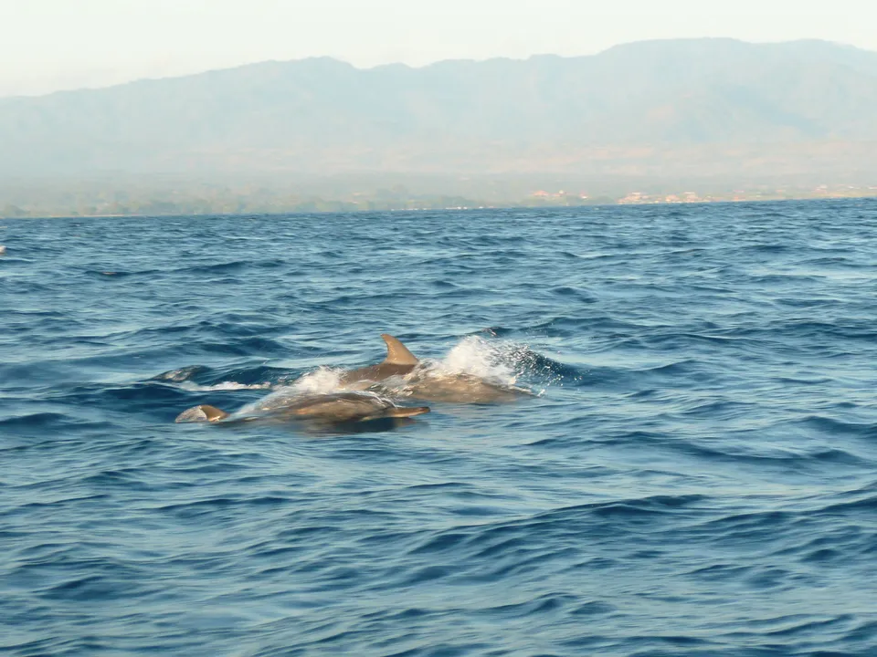Bali-Lovina-dolfijnen2
