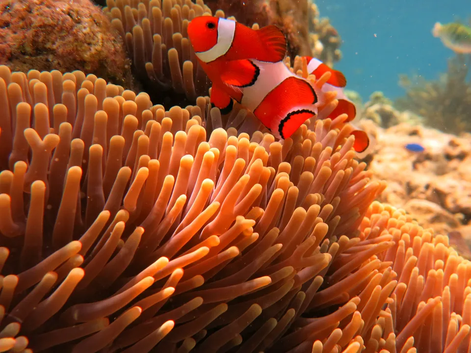 Spot je een oranje gekleurde clownfish in de wateren bij Pemuteran, Bali, Indonesië?