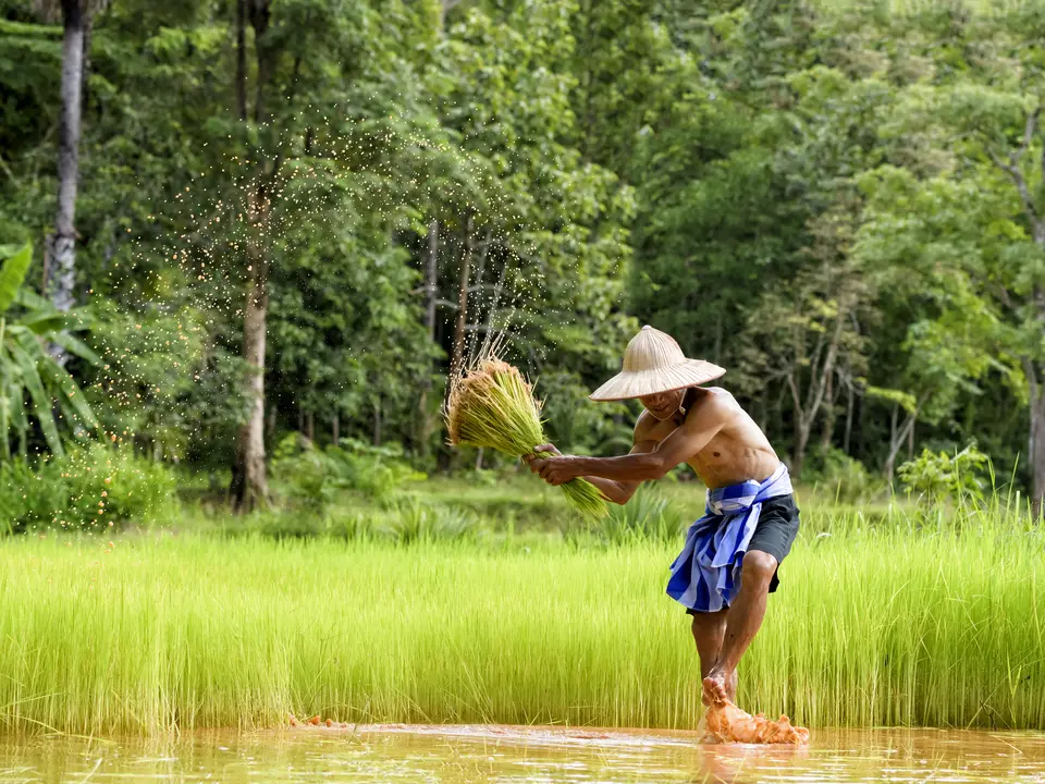 Rijstvelden en de locals op verre bestemmingen