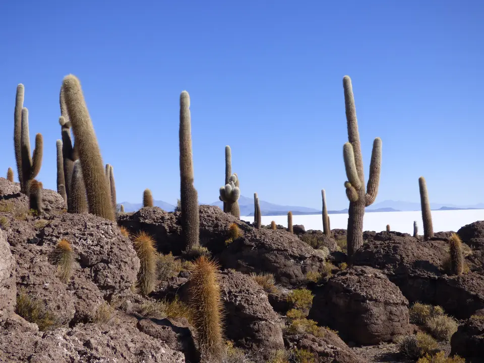 Cactussen voor de zoutvlakte van Uyuni - Bolivia