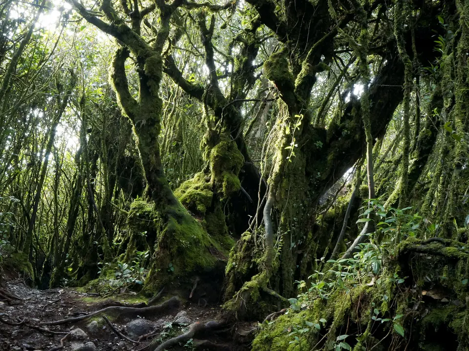 Cameronhighlands-Berinchangmossyforest2