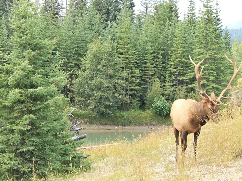 Canada-Jasper-Eland