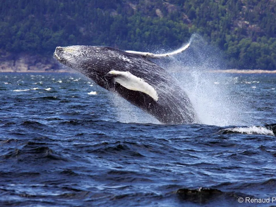 Whalewatching_Tadoussac_523661.jpg