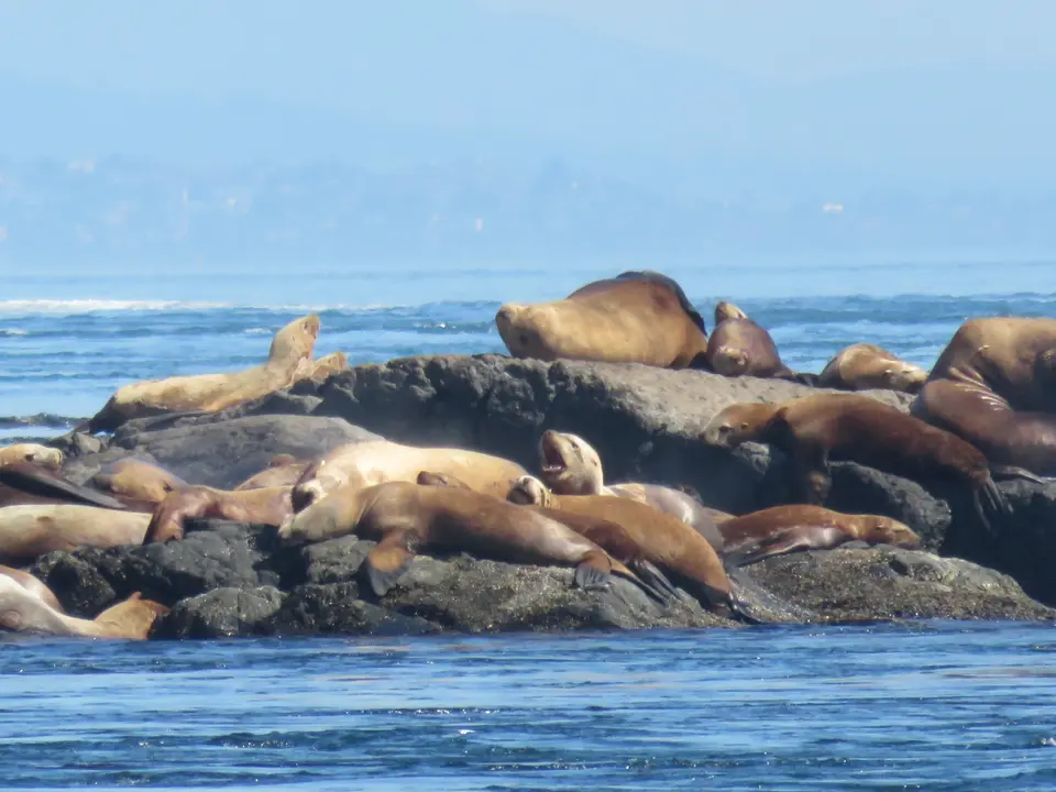 Zeeleeuwen luieren op rotsen in Tofino