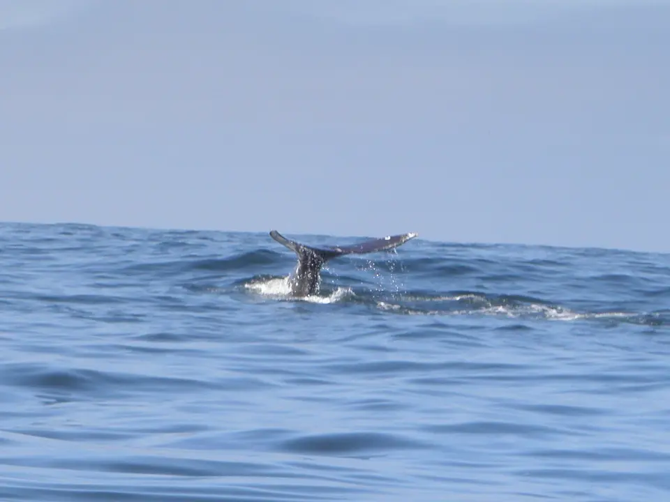 Spot walvissen in Vancouver