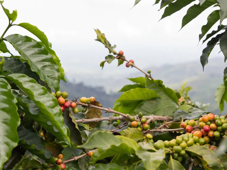 Koffie is de belangrijkste bron van inkomsten in Colombia