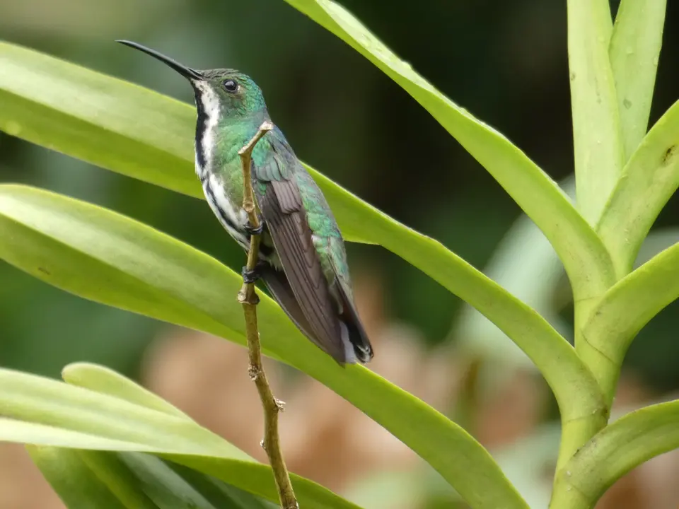Colombia-Manizales-Finca-Romelia-Vogeltour-7