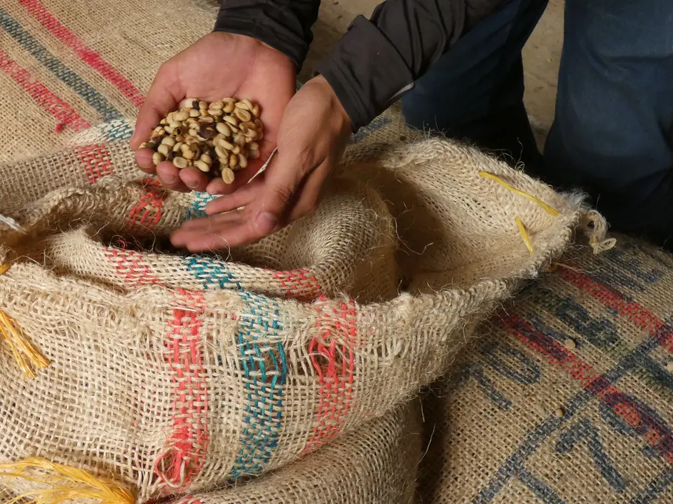 Koffietour op Hacienda Venecia bij Manizales