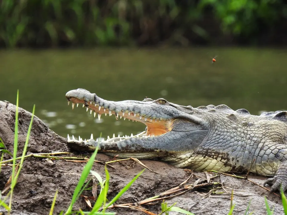 Krokodillen vind je in de rivier in Boca Tapada