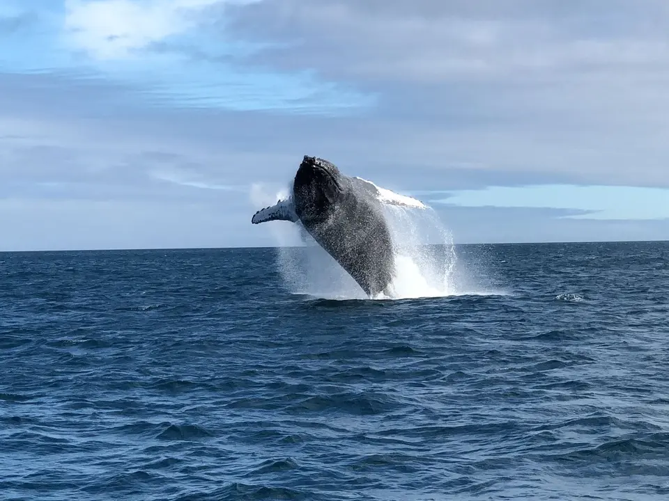 Ecuador-Puerto-Lopez-walvis