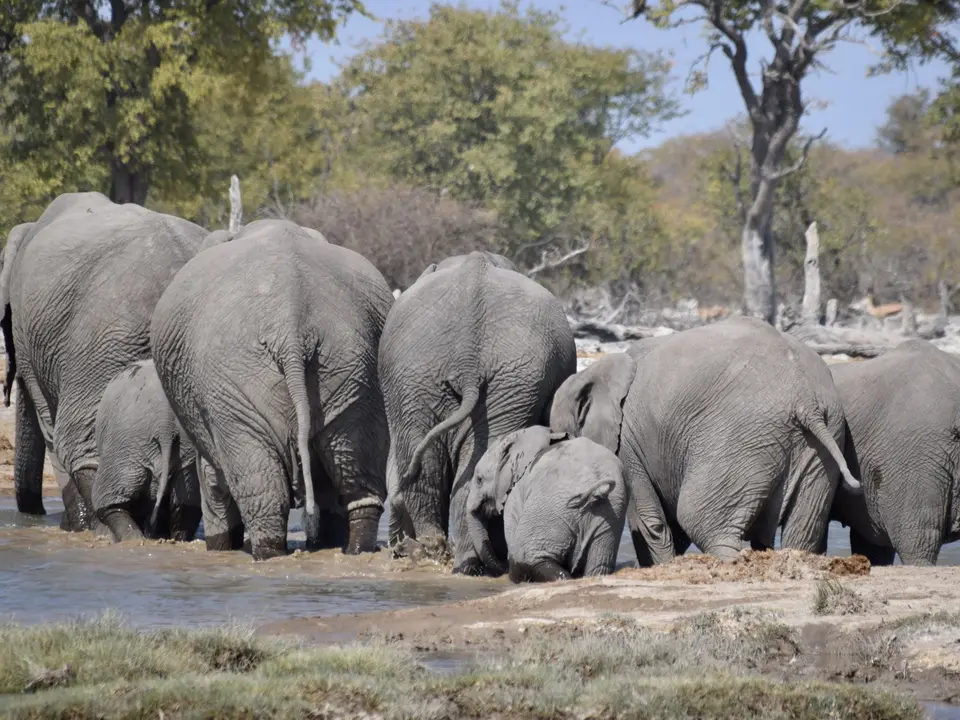 Olifanten bij een waterhole