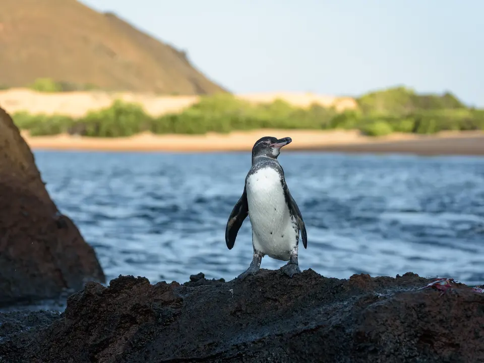 Galapagos-Bartolome-pinquin(2)