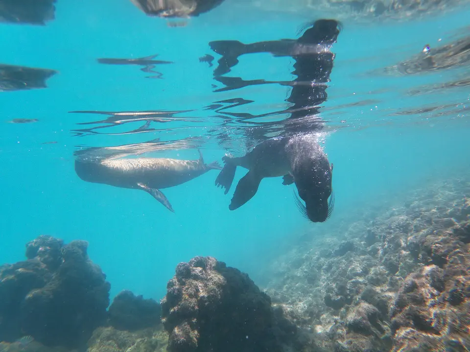 snorkel samen met speelse zeeleeuwen op Isabela