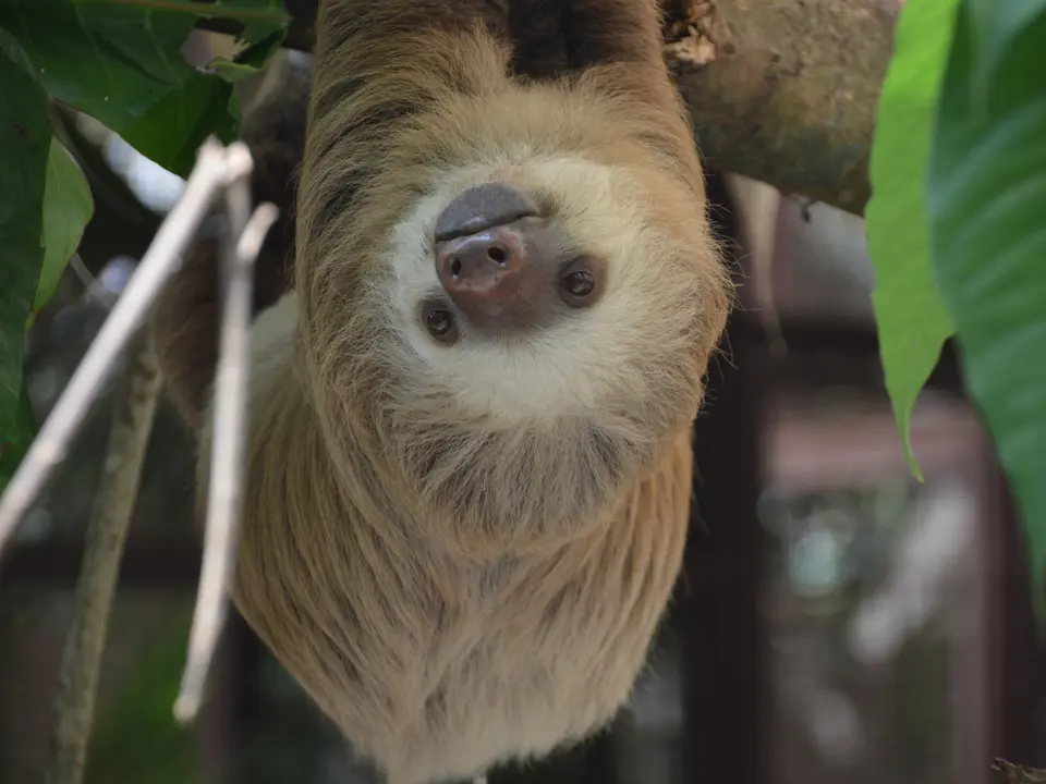 Jaguar-Rescue-Center-23(10)