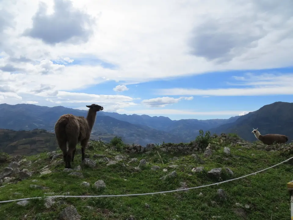 Lama's op de bergen in Peru