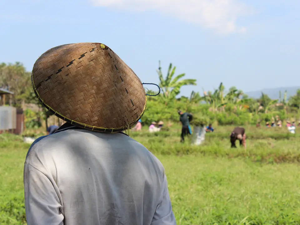 De rijstvelden van Senggigi, Lombok Indonesië