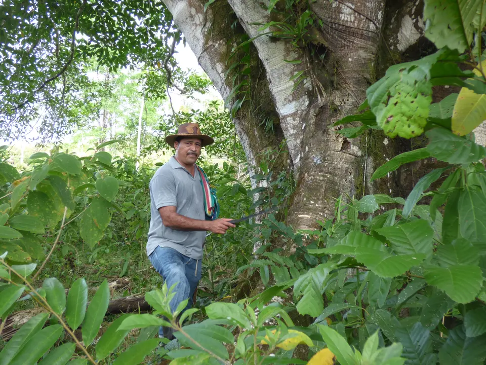 Jungle en chocoladetour in El Castillo