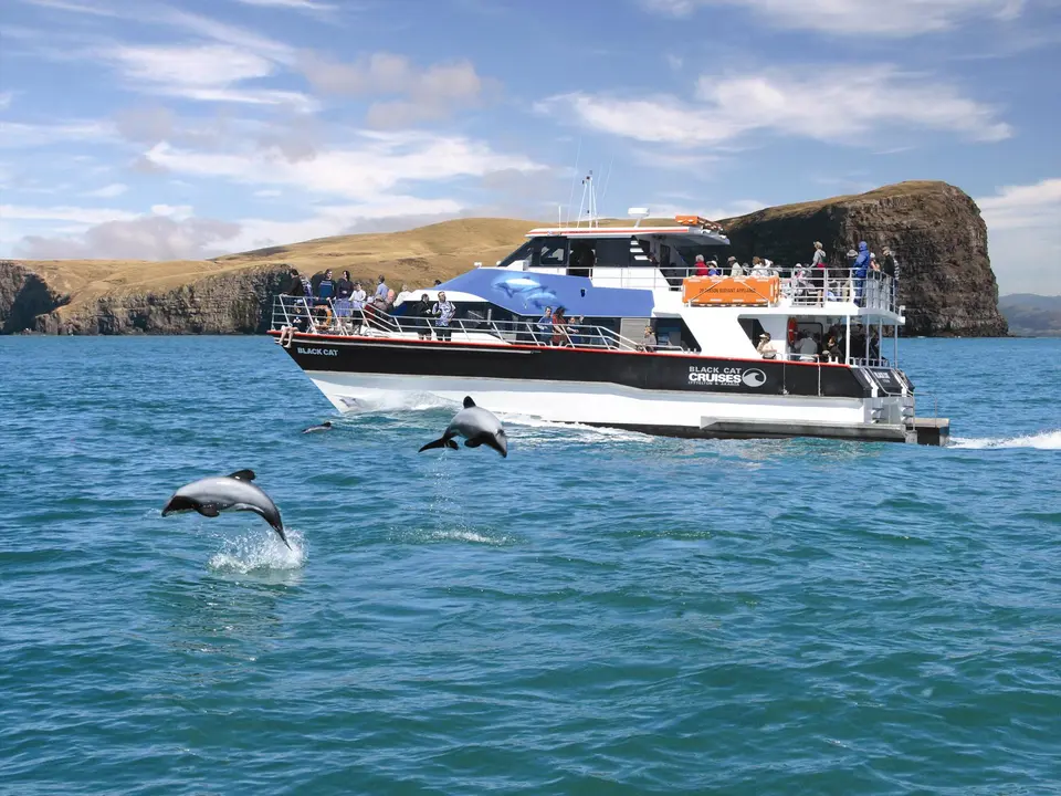 Harbour cruise bij Akaroa