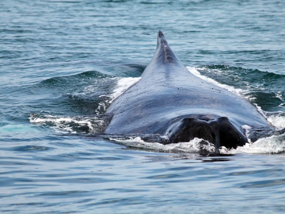 Walvisrug boven het water bij schiereiland Azuero - Panama