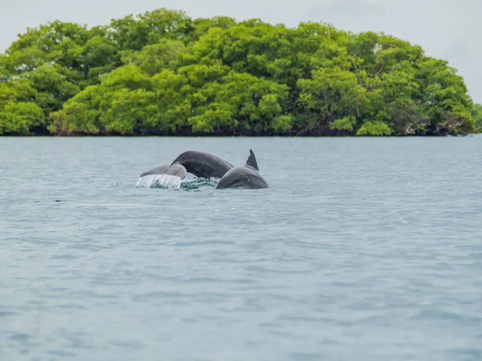 Dolfijnen spotten bij Bocas del Toro - Panama