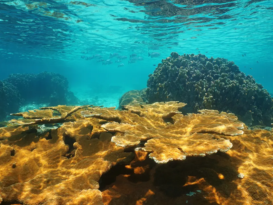 Onderwaterwereld van Bocas del Toro - Panama