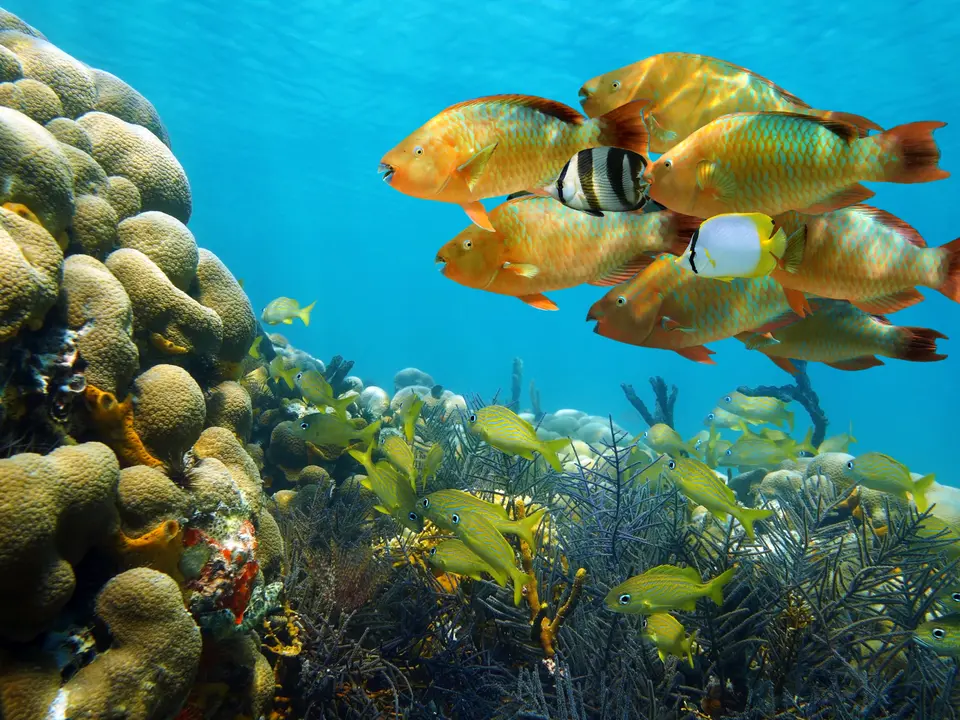 Ontdek de onderwaterwereld bij Bocas del Toro, Panama