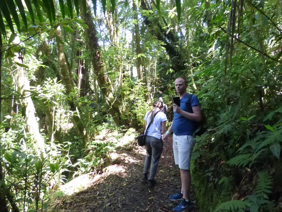 Vogels spotten in de jungle van Boquete - Panama