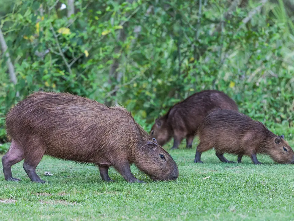 Zoek capibara’s en krokodillen in de nacht