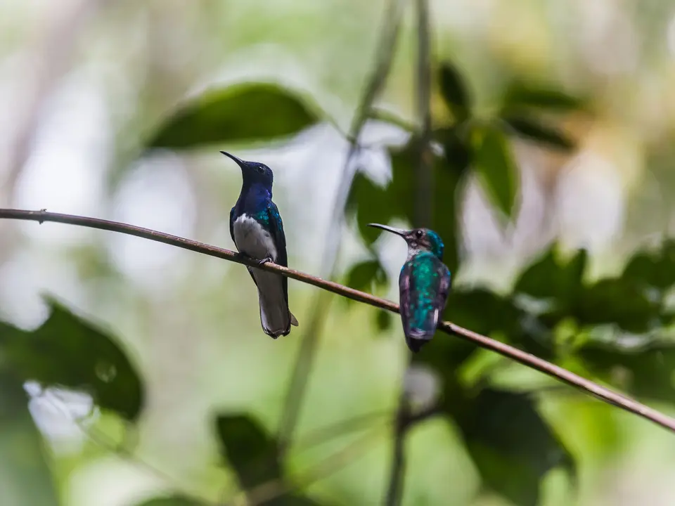 Vogels spotten in Gamboa in Panama