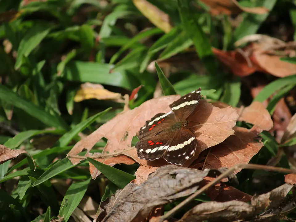 Vlinders in het Metropolitan National Park - Panama