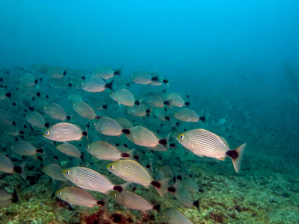 Pearl island vissen, Panama