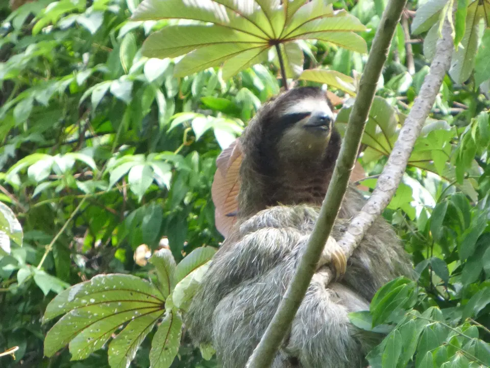 Panama-Valle-de-Anton-4_1_360931