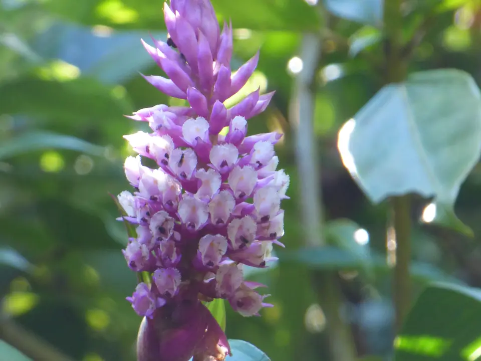 Bloemen bij Cerro Punta, Volcán - Panama