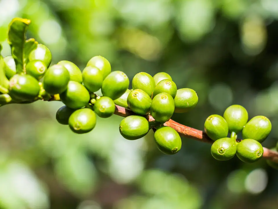 Planten en vruchten in Panama
