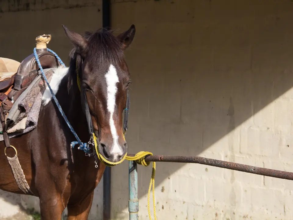 Paardrijden in Panama