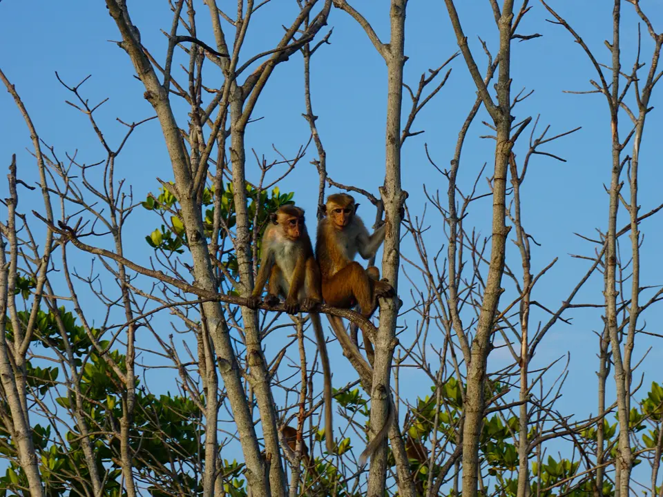 Boottocht in Negombo met aapjes