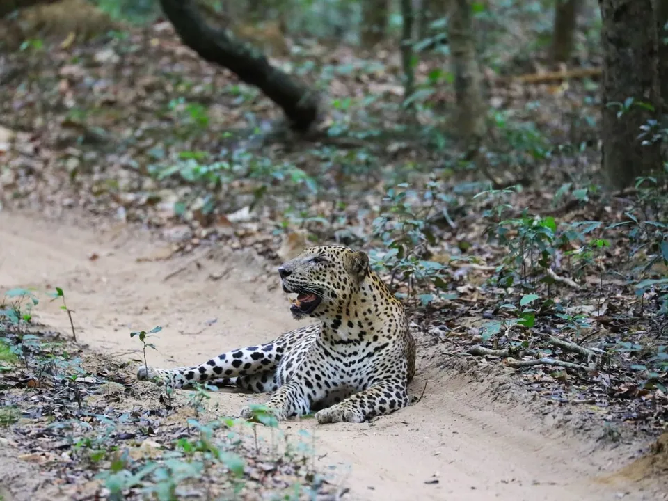 Luipaarden spotten tijdens een safari in Wilpattu NP, Sri Lanka