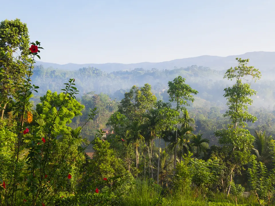 Sinharaja regenwoud in Sri Lanka