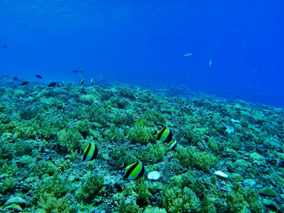 Sulawesi-Bira-Onderwaterwereld