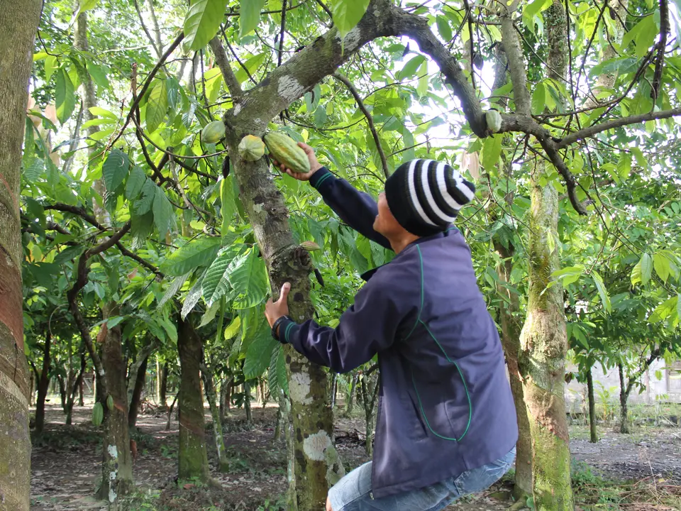 Een gids klimt in een boom om een vrucht te pakken in Bukit Lawang